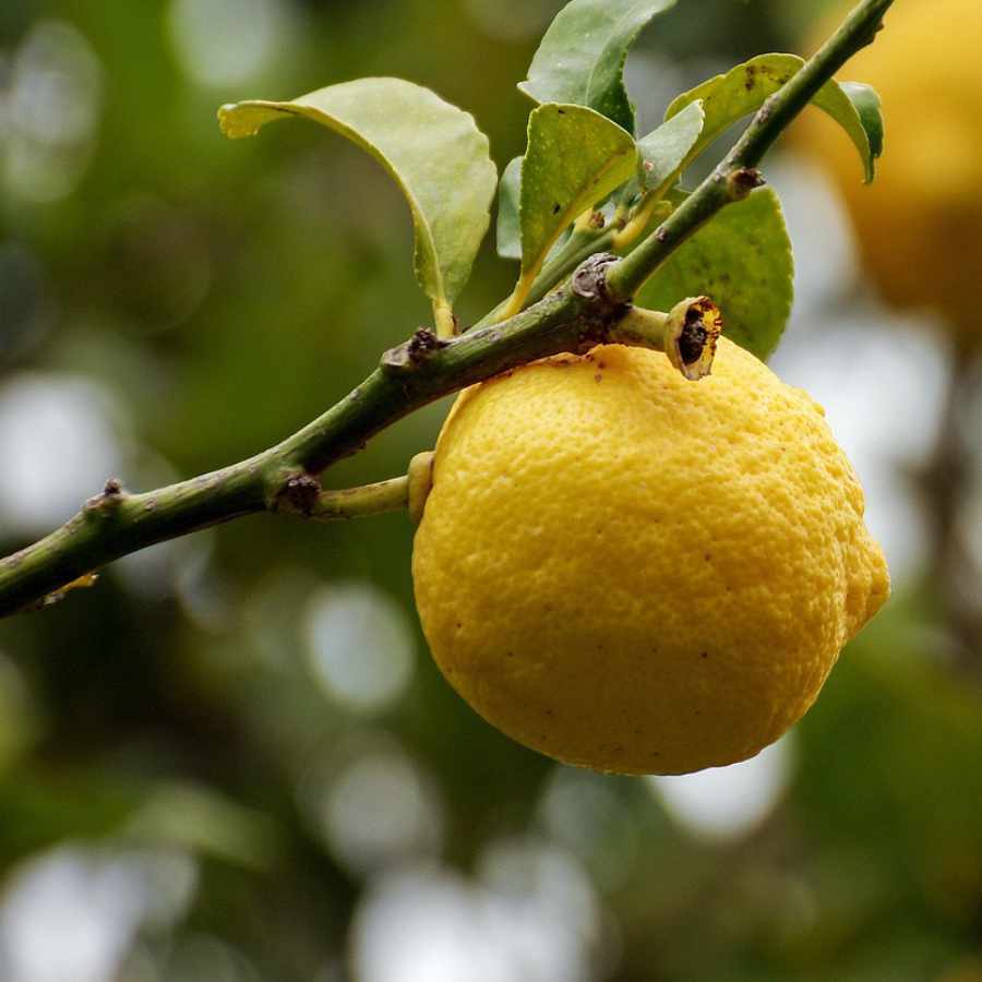 aceite-esencia-de-limon